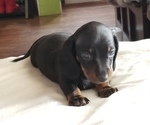 Puppy 2 Dachshund