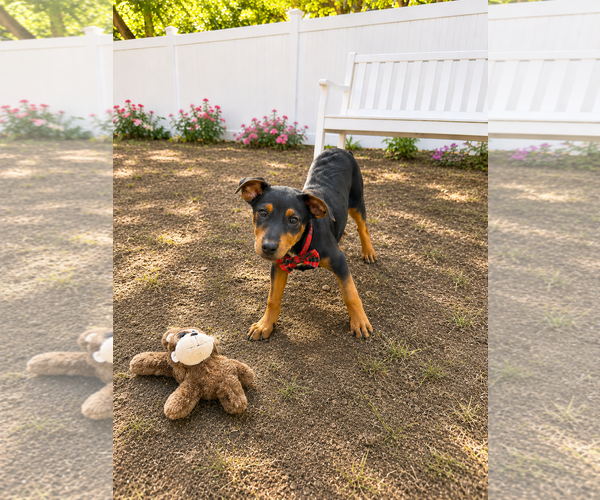 Medium Photo #4 Borador Puppy For Sale in Mt. Laurel, NJ, USA