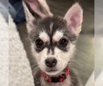 Small #1 Siberian Husky Mix