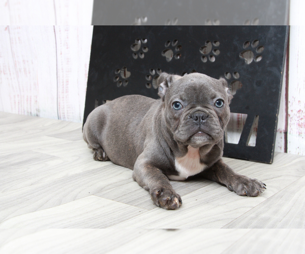 Medium Photo #2 Faux Frenchbo Bulldog Puppy For Sale in MARIETTA, GA, USA