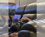 Small #5 Doberman Pinscher