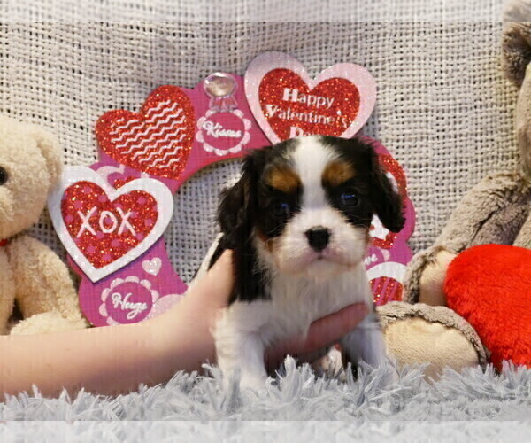 Medium Photo #5 Cavalier King Charles Spaniel Puppy For Sale in MARCELLUS, MI, USA