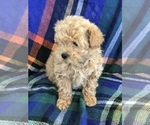Small Photo #3 Poodle (Toy) Puppy For Sale in BOWLING GREEN, KY, USA