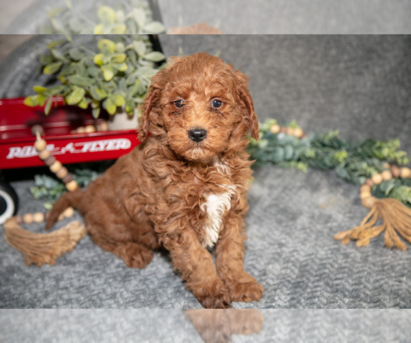 Medium Photo #2 Poodle (Miniature) Puppy For Sale in WOLCOTTVILLE, IN, USA