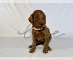 Small #2 Goldendoodle