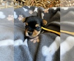 Small Photo #8 Yorkshire Terrier Puppy For Sale in GILBERT, AZ, USA