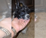 Small #19 Poodle (Toy)