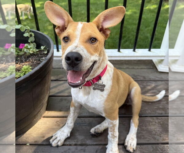 Medium Photo #5 Mutt Puppy For Sale in Boston, MA, USA