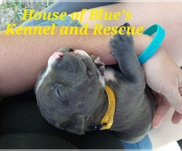 Medium Photo #4 American Pit Bull Terrier Puppy For Sale in DELAWARE, OH, USA