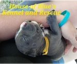 Small Photo #4 American Pit Bull Terrier Puppy For Sale in DELAWARE, OH, USA