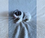 Small #2 Poodle (Miniature)
