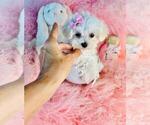 Small #12 Maltese