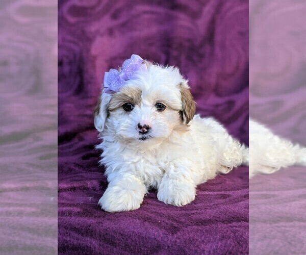 Medium Photo #6 Poodle (Miniature)-Shorkie Tzu Mix Puppy For Sale in CHRISTIANA, PA, USA