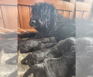Bouvier Des Flandres Puppy for Sale in BERWICK, Maine USA