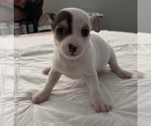 Chihuahua Puppy for sale in MIAMI, FL, USA