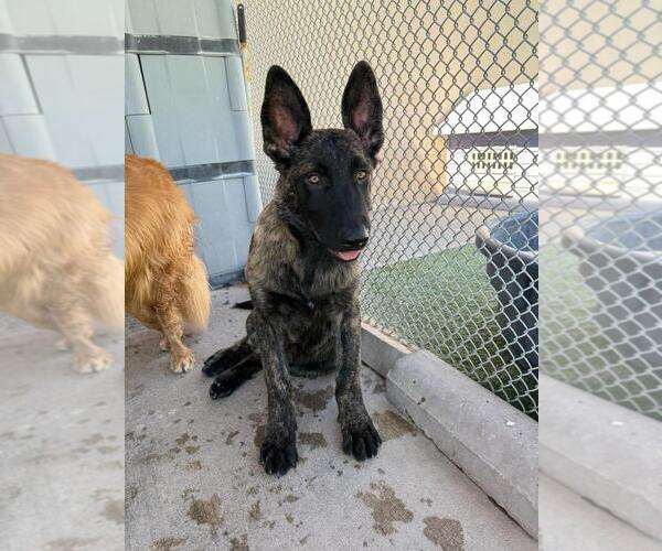 Medium Photo #4 German Shepherd Dog-Holland Shepherd Mix Puppy For Sale in Imlay City, MI, USA