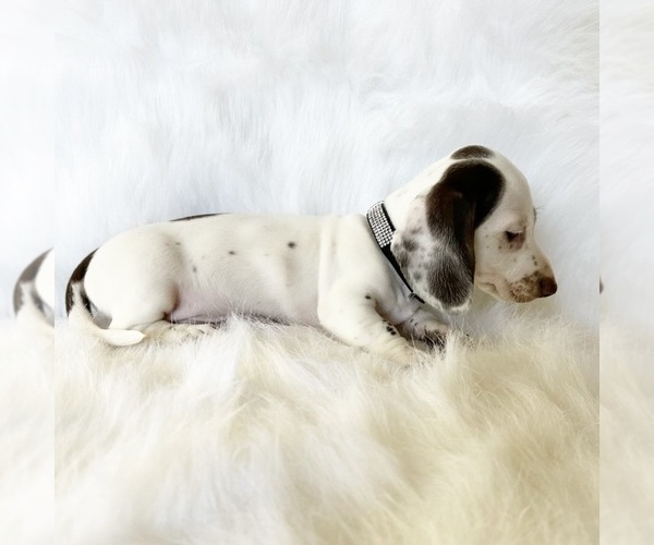 Medium Photo #2 Dachshund Puppy For Sale in DAVIS, CA, USA