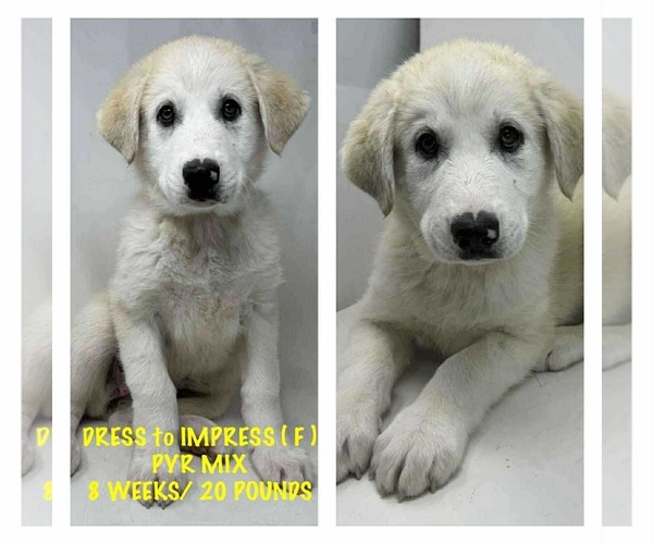 Medium Photo #1 Great Pyrenees-Unknown Mix Puppy For Sale in pomfret, CT, USA