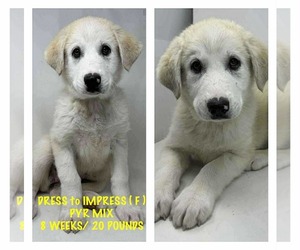 Great Pyrenees-Unknown Mix Dogs for adoption in pomfret, CT, USA