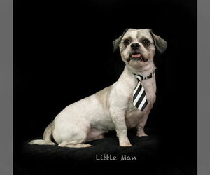 Shih Tzu Dogs for adoption in Hot Springs Village, AR, USA