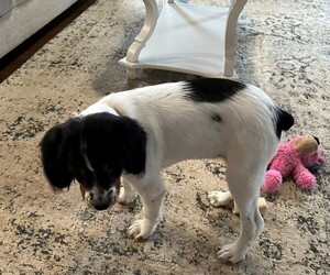 Brittany Puppy for sale in DAWSONVILLE, GA, USA