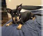 Small #2 Dachshund Mix