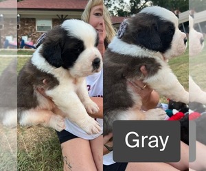 Saint Bernard Puppy for sale in PRINCETON, TX, USA