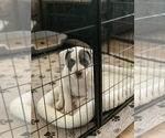Small Photo #2 American Bully Puppy For Sale in EVERETT, WA, USA