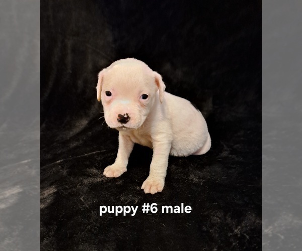 Medium Photo #1 American Bulldog Puppy For Sale in INDEPENDENCE, MO, USA