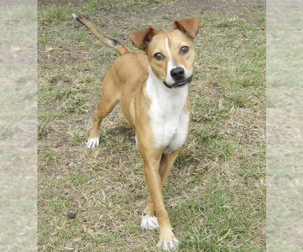 Medium Photo #2 Mutt Puppy For Sale in Anniston, AL, USA