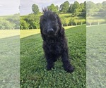 Small Labradoodle