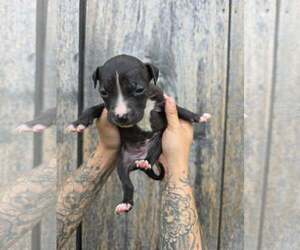 American Pit Bull Terrier-American Staffordshire Terrier Mix Dogs for adoption in Frankenmuth, MI, USA