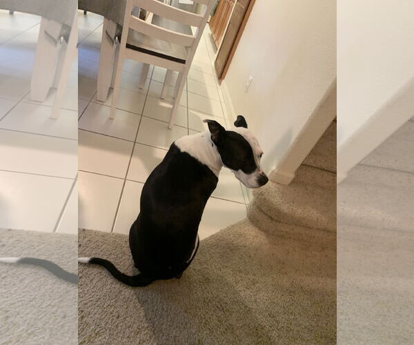 Medium Photo #2 Mutt Puppy For Sale in Woodland, CA, USA