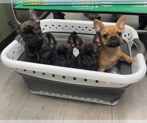 French Bulldog Puppy for sale in MARRIOTTSVILLE, MD, USA