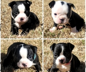 Boston Terrier Puppy for sale in MADISON, MS, USA