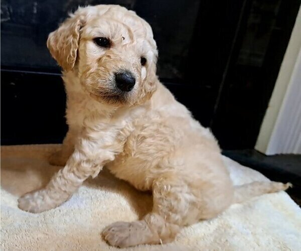 Medium Photo #1 Goldendoodle Puppy For Sale in PELHAM, NH, USA