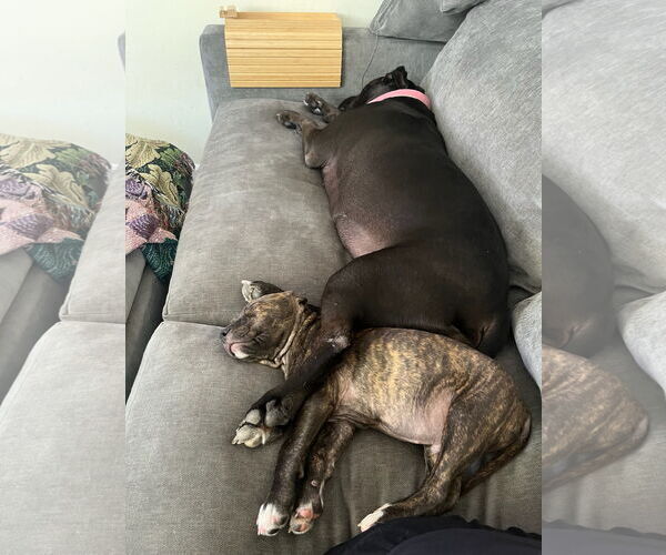 Medium Photo #4 American Pit Bull Terrier Puppy For Sale in Alexandria, VA, USA