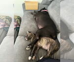Small #3 American Pit Bull Terrier