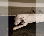 Small Photo #3 Dalmatian Puppy For Sale in AUSTIN, TX, USA