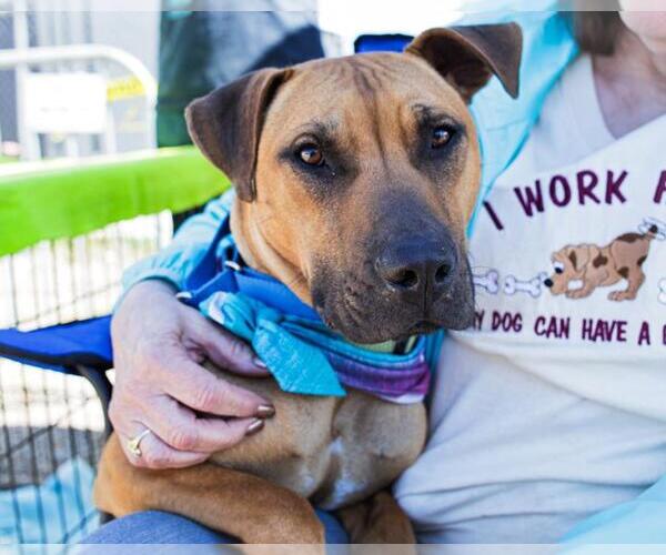 Medium Photo #3 Mutt Puppy For Sale in Tulsa, OK, USA