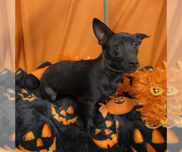 Medium Photo #1 Chihuahua Puppy For Sale in Modesto, CA, USA
