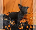 A615352 - Male Chihuahua Dog for Adoption - Small photo