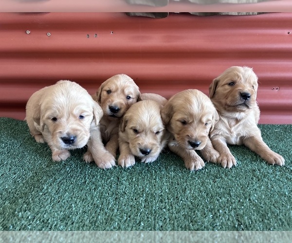 Medium Photo #7 English Cream Golden Retriever Puppy For Sale in CERES, CA, USA