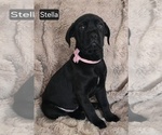 Small #4 Cane Corso