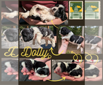 Puppy Dolly English Springer Spaniel