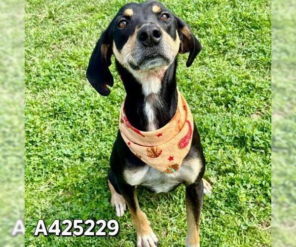 Medium Photo #1 Black and Tan Coonhound-Unknown Mix Puppy For Sale in Conroe, TX, USA