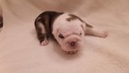 Small Photo #3 English Bulldog Puppy For Sale in HAMILTON, OH, USA