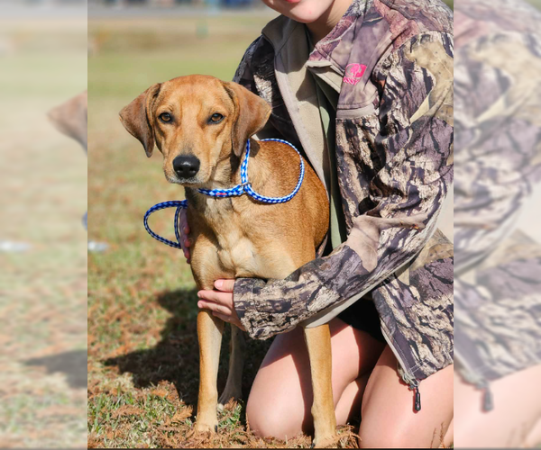 Medium Photo #1 Labrador Retriever-Unknown Mix Puppy For Sale in Cranston, RI, USA