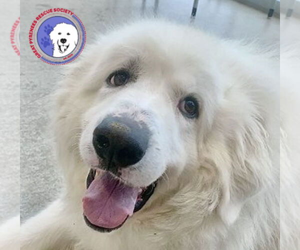 Medium Photo #1 Great Pyrenees Puppy For Sale in Spring, TX, USA