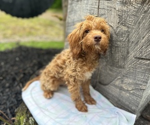 Cockapoo Puppy for sale in HARDY, AR, USA